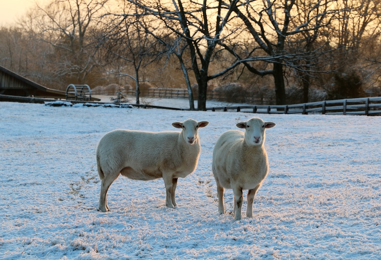 Sheep in the snow. I've always wanted a photo like this!